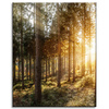 Canvas Print Birch Trees Sun Morning 40x50 cm