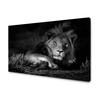 Canvas Print Dark Colors Lion Calm 100x80 cm