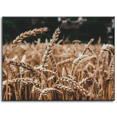 Canvas Print Nature Wheat Field 40x30 cm
