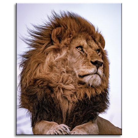Canvas Print Head Lion Mane Wildness 40x50 cm