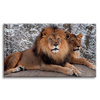 Canvas Print Pair of Lions Lying Nature 100x80 cm