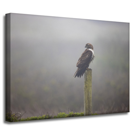 Canvas Print Animals Hawk 40x30 cm