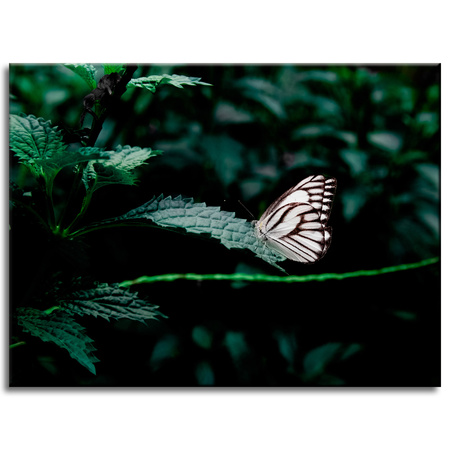 Canvas Print Nature Butterfly 40x30 cm