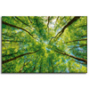 Canvas Print Trees Leaves Nature Forest Spring 60x40 cm