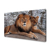 Canvas Print Pair of Lions Lying Nature 100x80 cm