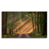Canvas Print Path in the Forest Trees Nature 120x80 cm
