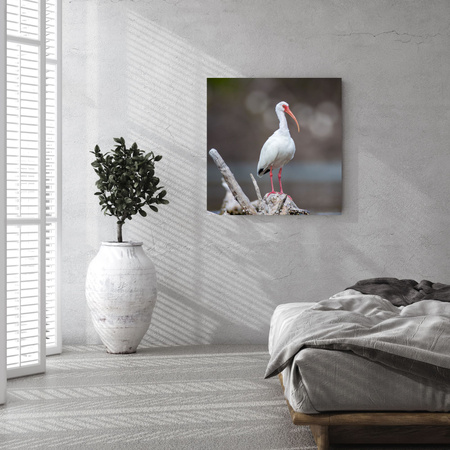 Canvas Print Animals Bird 40x40 cm