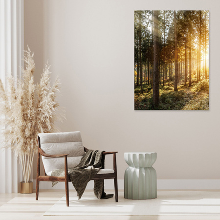 Canvas Print Birch Trees Sun Morning 40x60 cm
