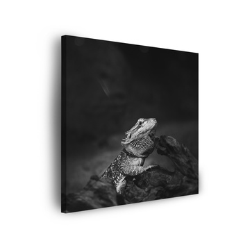 Canvas Print Lizard Reptile Black and White Nature 90x90