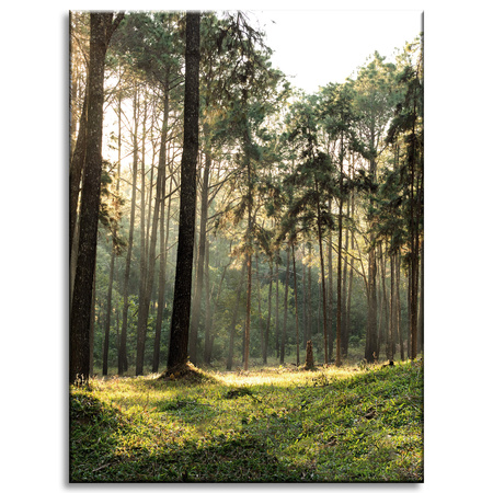 Canvas Print Forest Trees Sun Nature 30x40 cm