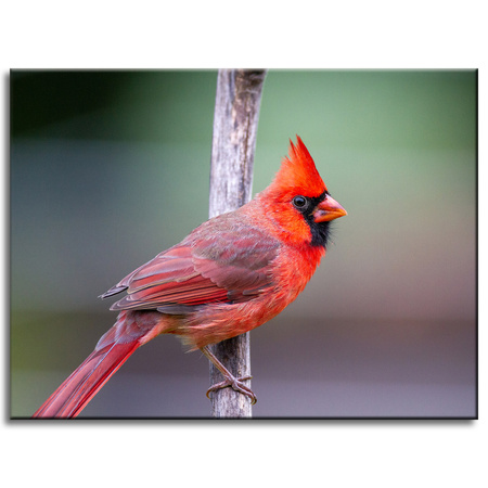Canvas Print Animals Cardinal Bird 40x30 cm