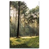 Canvas Print Forest Trees Sun Nature 50x80 cm