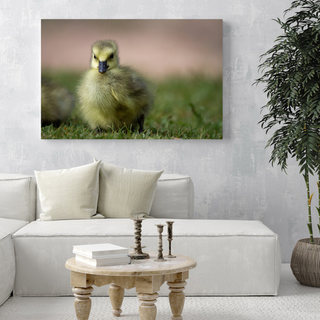 Canvas Print Animals Duck 40x30 cm
