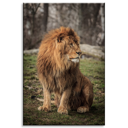 Canvas Print Posing Lion in the Background of Nature 80x120 cm