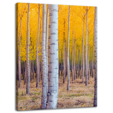 Canvas Print Birch Trees Autumn Yellow Leaves 30x40 cm