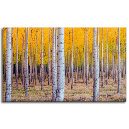 Canvas Print Birch Trees Autumn Yellow Leaves 100x60 cm