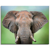 Canvas Print Elephant Face Tusks Gray Animal 100x80 cm