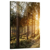Canvas Print Birch Trees Sun Morning 50x80 cm