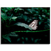 Canvas Print Nature Butterfly 40x30 cm