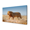 Canvas Print Walking Lion on Savannah Grass 100x80 cm