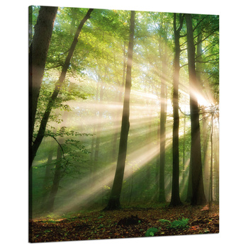 Canvas Print Sun in the Forest Trees Nature 80x100 cm