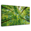 Canvas Print Trees Leaves Nature Forest Spring 80x50 cm