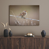 Canvas Print Animals Sparrow 40x30 cm