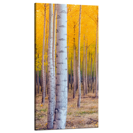 Canvas Print Birch Trees Autumn Yellow Leaves 60x120 cm