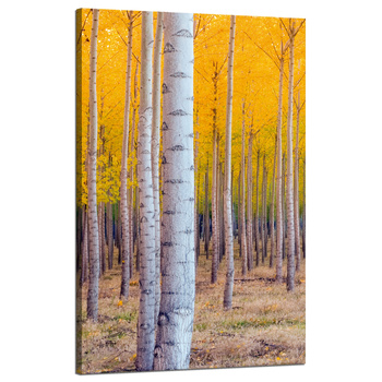Canvas Print Birch Trees Autumn Yellow Leaves 50x80 cm
