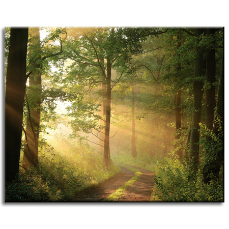 Canvas Print Sunlight Forest Path Nature 50x40 cm