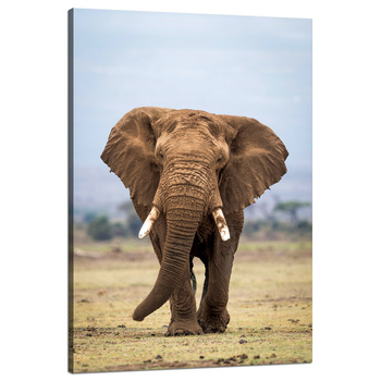 Canvas Print Elephant Africa Art Nature 80x120 cm
