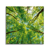 Canvas Print Trees Leaves Nature Forest Spring 40X40 cm