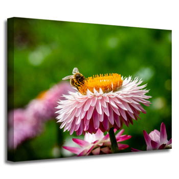 Canvas Print Botany Bee on Daisy 40x30 cm