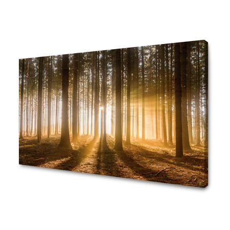 Canvas Print Sun in the Forest Light Tree 70x50 cm