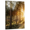 Canvas Print Birch Trees Sun Morning 60x90 cm