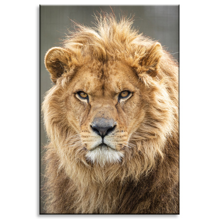 Canvas Print Wild Lion Portrait Mane Animal 80x120 cm