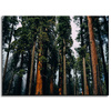 Canvas Print Nature Forest 40x30 cm