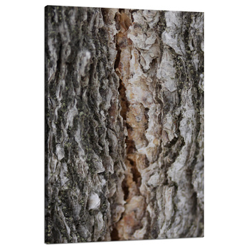 Canvas Print Nature Tree Bark 80x120