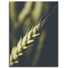 Canvas Print Botany Wheat Ear 30x40 cm