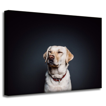 Canvas Print Animals Labrador 40X30 cm