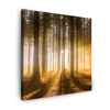 Canvas Print Sun in the Forest Light Tree 50X50 cm