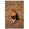 Canvas Print Running Lion on Savannah Nature 80x120 cm