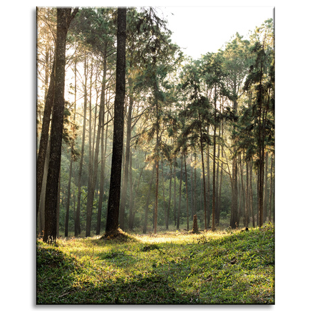 Canvas Print Forest Trees Sun Nature 40x50 cm