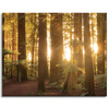 Canvas Print Sun Rays Forest Trees 100x80 cm