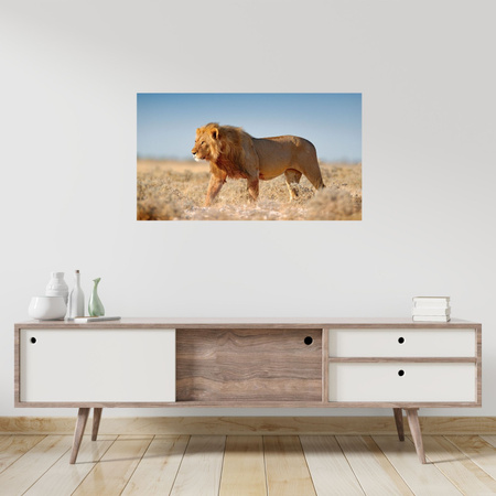 Canvas Print Walking Lion on Savannah Grass 50x40 cm