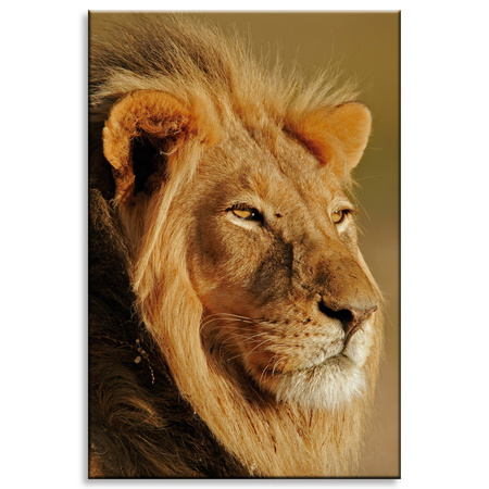 Canvas Print Lion in the Sunlight Face Nature 80x120 cm