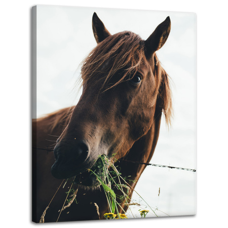 Canvas Print Animals Horse 30x40 cm