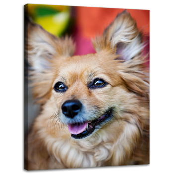 Canvas Print Animals Dog 30x40 cm