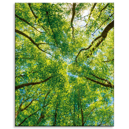 Canvas Print Trees Leaves Nature Forest Spring 80x100 cm