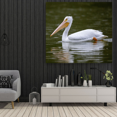 Canvas Print Animals Pelican 40x40 cm